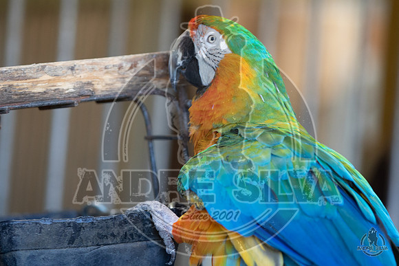 AS5_9883