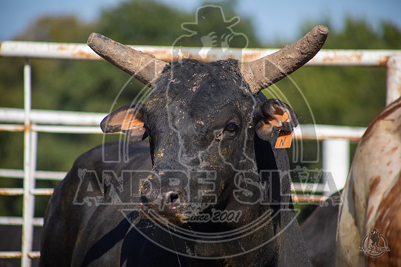 2020_Aug_08_Bridgeport_TX_015