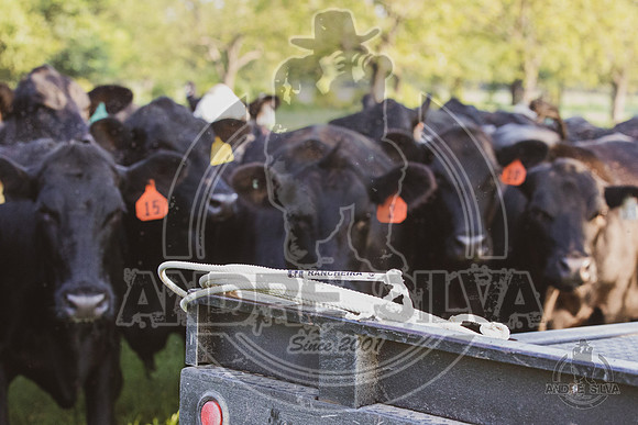 2021_Jun_18_Jeff_Cows_012