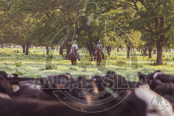2021_Jun_18_Jeff_Cows_019