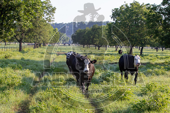 2021_Jun_18_Jeff_Cows_002