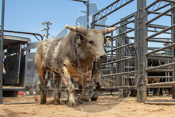2021_May_08_PBR_Cassvile_TX_043