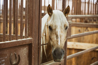 2020_July_25_PatyCowgirl_004