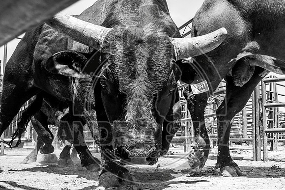 2021_May_08_PBR_Cassvile_TX_033