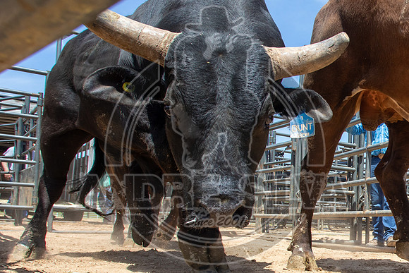 2021_May_08_PBR_Cassvile_TX_032