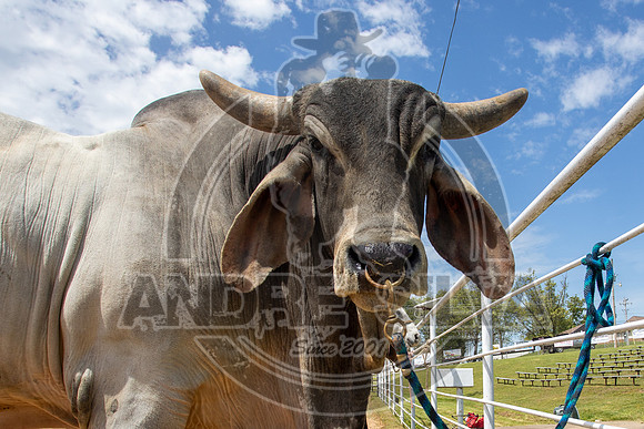2021_May_08_PBR_Cassvile_TX_041