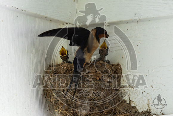 2025_June_07_Birds_016