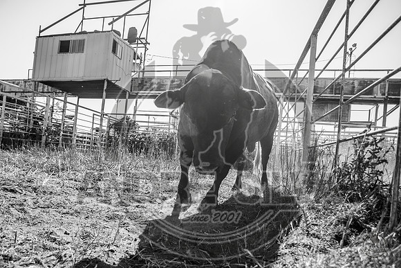 2020_Aug_08_Bridgeport_TX_002