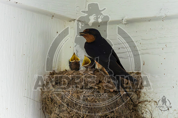 2025_June_07_Birds_019