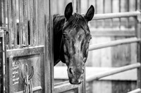2020_July_25_PatyCowgirl_011