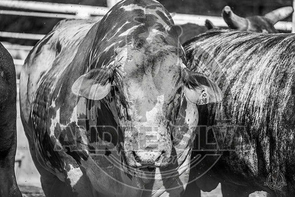 2020_Aug_08_Bridgeport_TX_011