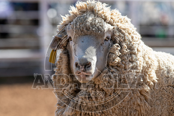 2019_12_15_COWBOY_YOUTH_015