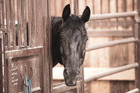 2020_July_25_PatyCowgirl_012