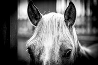 2020_July_25_PatyCowgirl_002