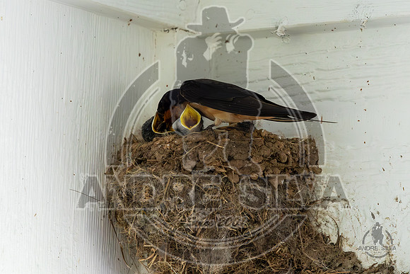 2025_June_07_Birds_030