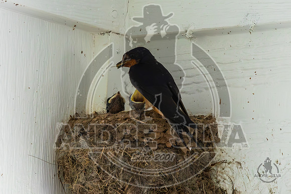 2025_June_07_Birds_018