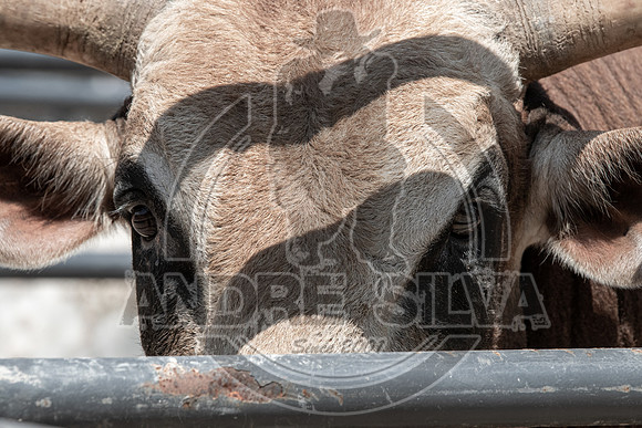 2020_Aug_29_ABBI_011