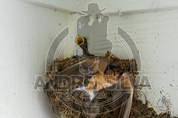 2025_June_07_Birds_014