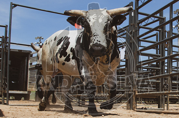 2021_May_08_PBR_Cassvile_TX_022