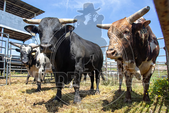 2021_May_08_PBR_Cassvile_TX_024