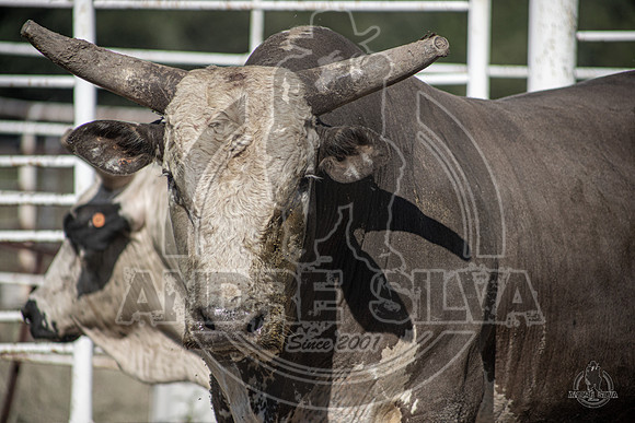 2020_Aug_08_Bridgeport_TX_014