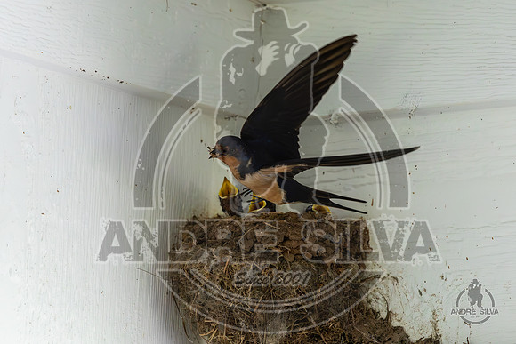 2025_June_07_Birds_020