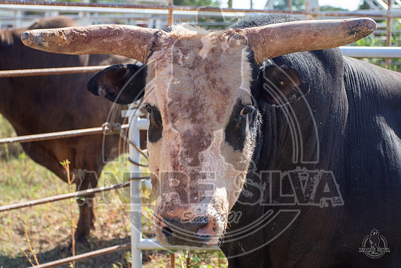 2020_Aug_08_Bridgeport_TX_005