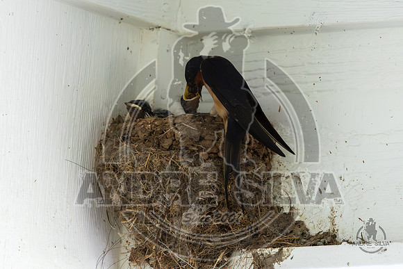 2025_June_07_Birds_032