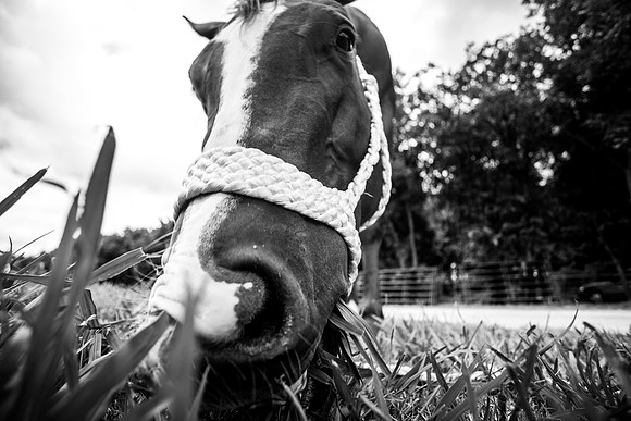 2020_July_25_PatyCowgirl_134