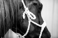 2020_July_25_PatyCowgirl_009