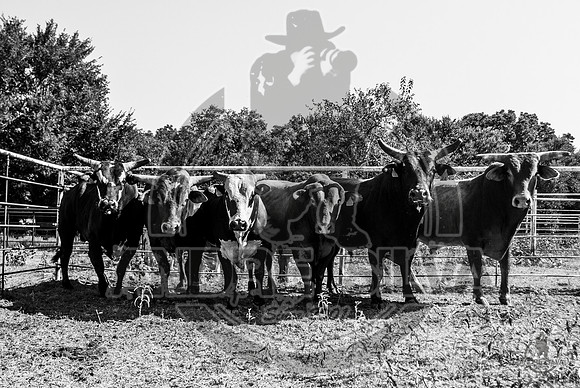 2020_Aug_08_Bridgeport_TX_001