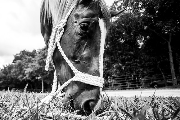 2020_July_25_PatyCowgirl_135