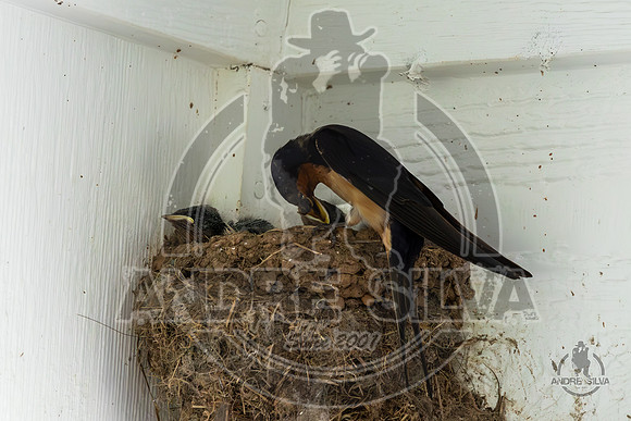 2025_June_07_Birds_033