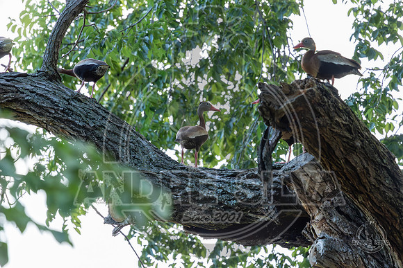2025_June_07_Birds_010