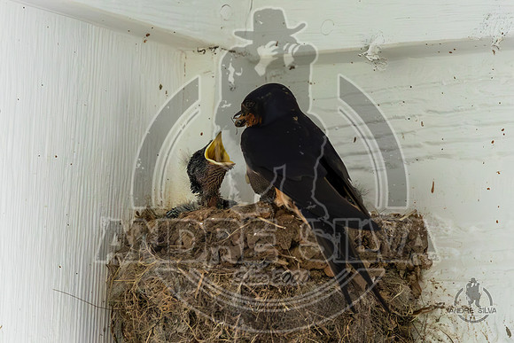 2025_June_07_Birds_022