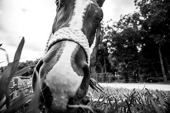 2020_July_25_PatyCowgirl_133