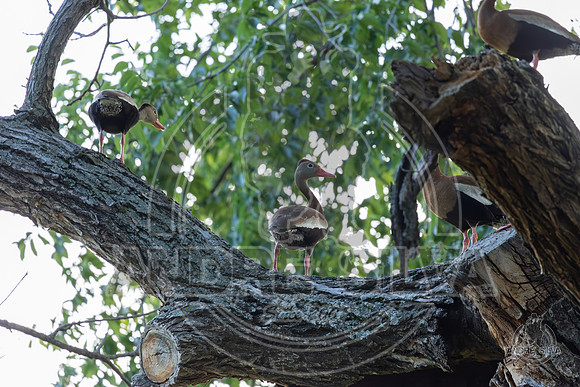 2025_June_07_Birds_011