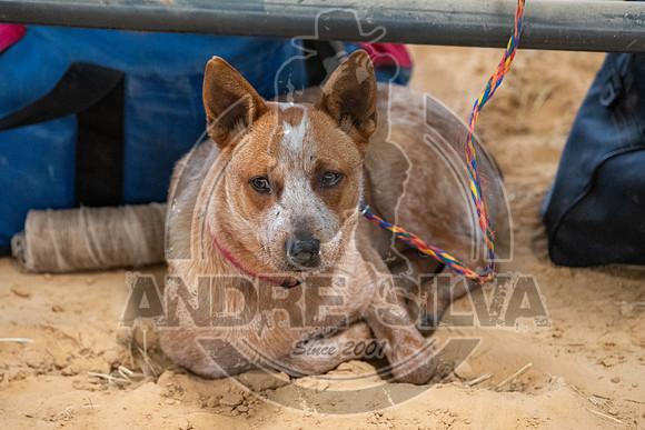 20_May_09_ABBI_291
