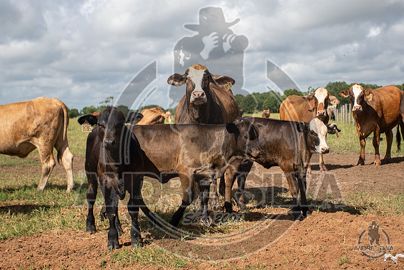 2020_July_18_ABBI_045
