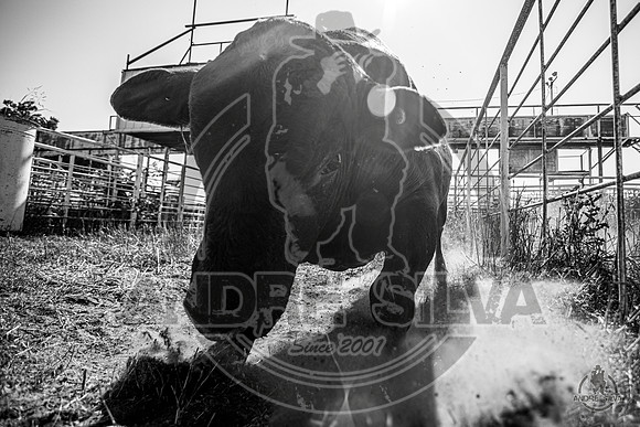 2020_Aug_08_Bridgeport_TX_003