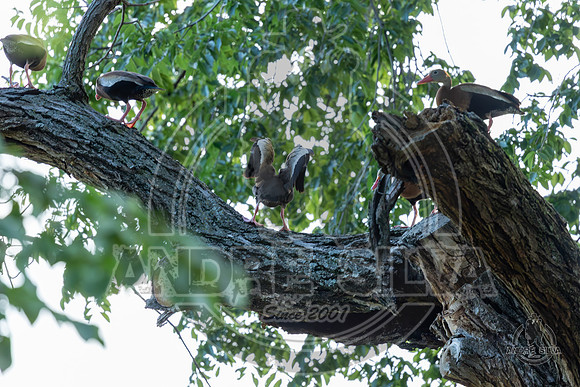 2025_June_07_Birds_009