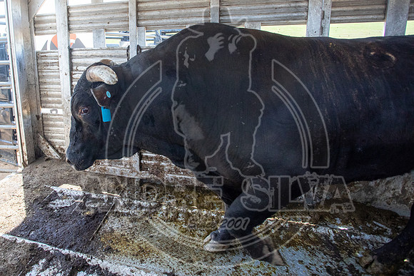 2021_May_08_PBR_Cassvile_TX_048