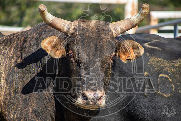 2020_Aug_08_Bridgeport_TX_013