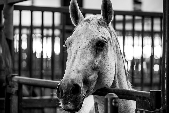 2020_July_25_PatyCowgirl_005
