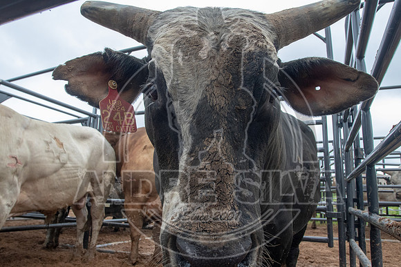 CASSVIILLE_05_11_2019_003