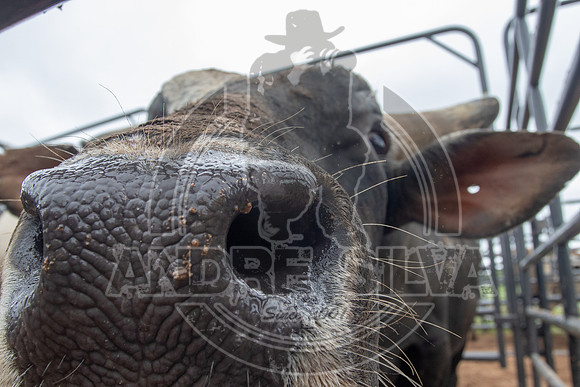 CASSVIILLE_05_11_2019_005