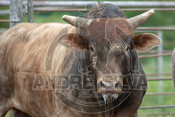 CASSVIILLE_05_11_2019_244