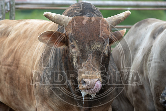 CASSVIILLE_05_11_2019_246