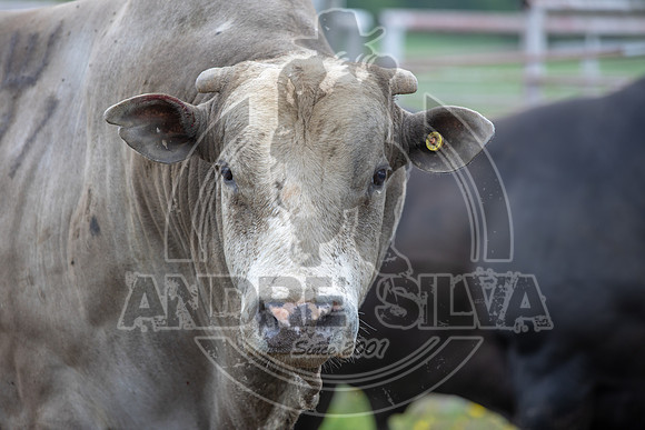 CASSVIILLE_05_11_2019_247