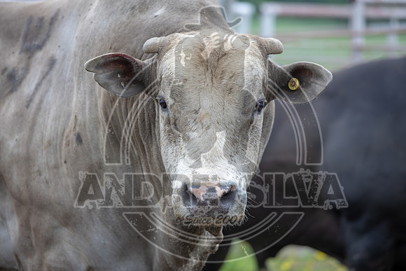 CASSVIILLE_05_11_2019_384_1